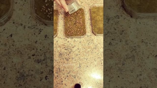 Как сеять микрозелень