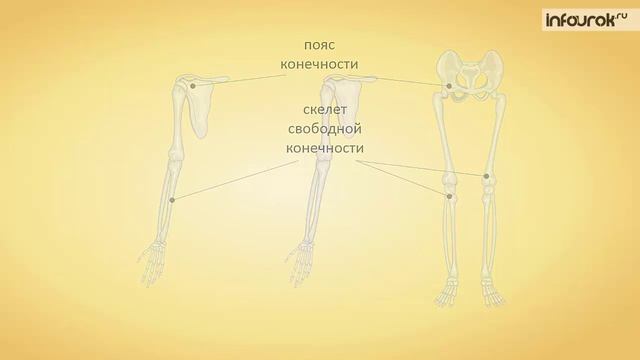 13. Скелет туловища. Скелет конечностей и их поясов