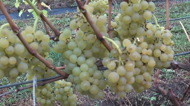 Виноград Гомерки