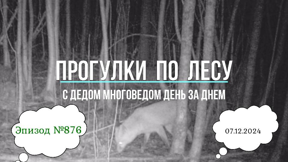 Прогулки по лесу. День за днем с дедом Многоведом. 7 декабря 2024г. Эпизод 875-2.