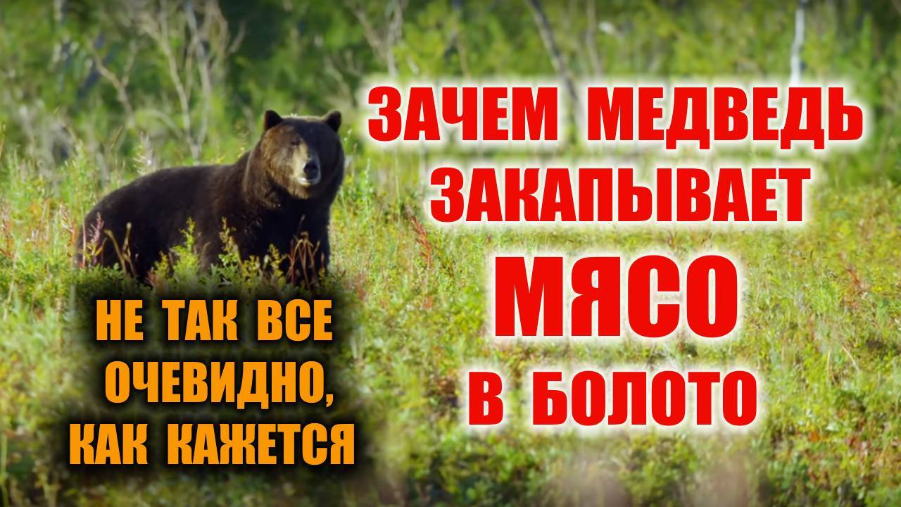 СХРОН В БОЛОТЕ. Зачем медведь закапывает мясо в торф, болото. Консервация мяса надолго или нет?