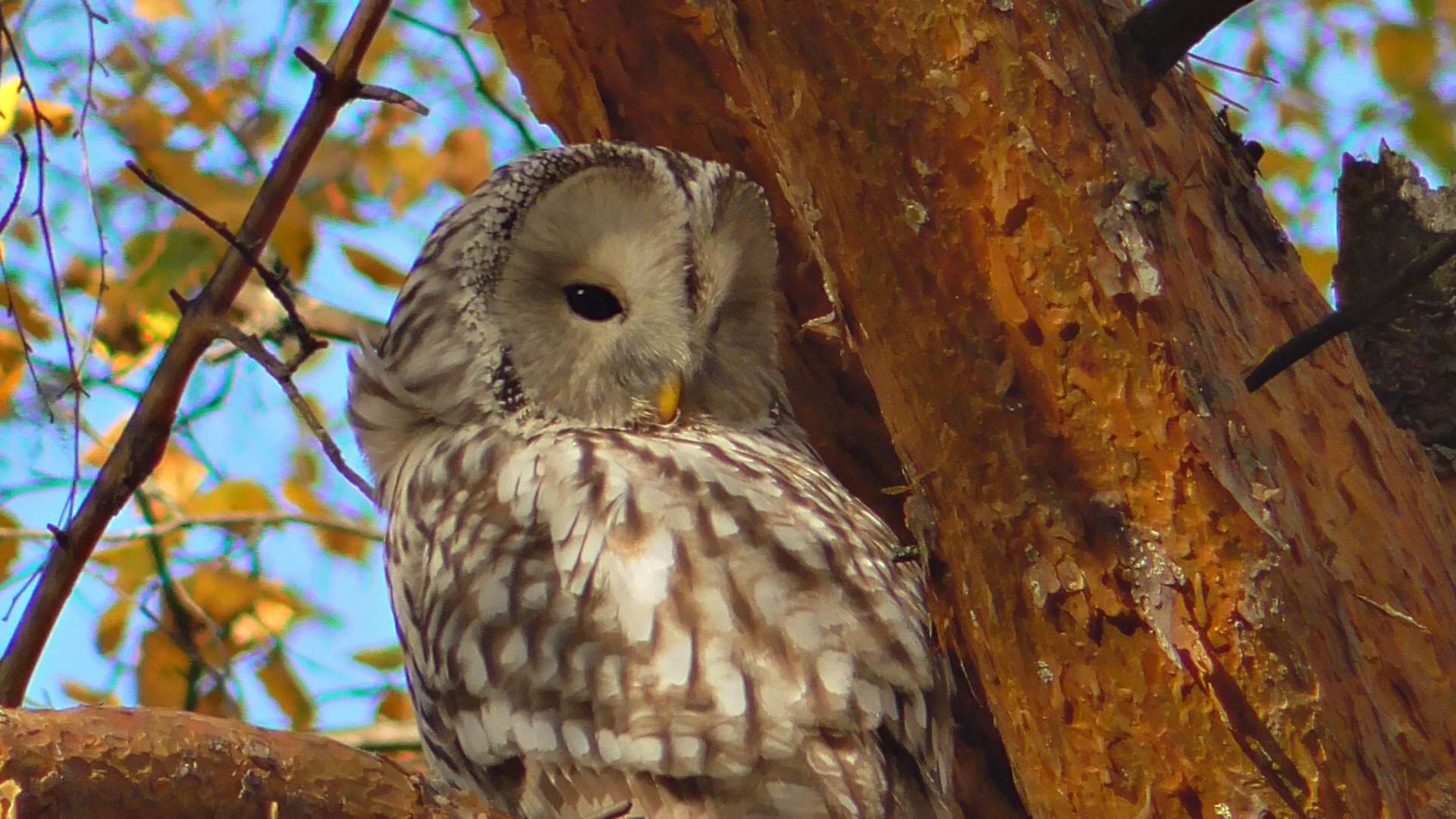 Уральская неясыть