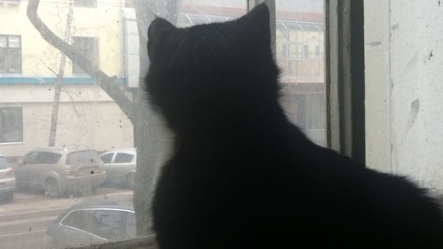 Кошка цыганка