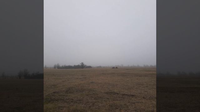 поле с козами и Леха пастух