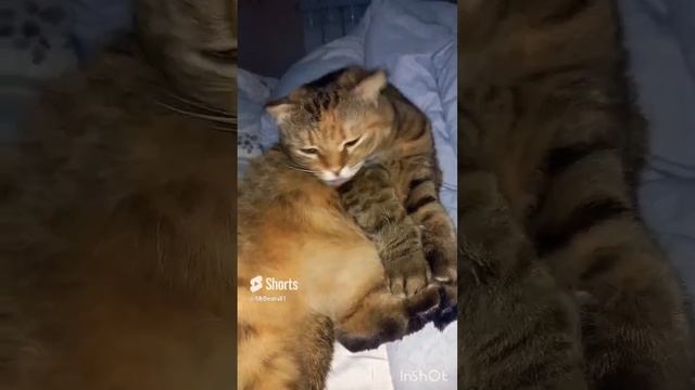 КУМИ говорит 2. (куми в переводе с японского медведь)..mp4