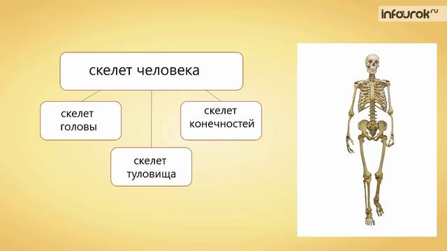 5. Уровни организации. Структура тела. Органы и системы органов