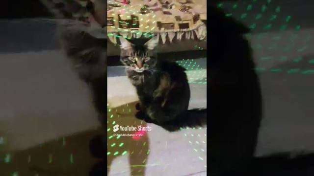 Тимоха, новый год 2023