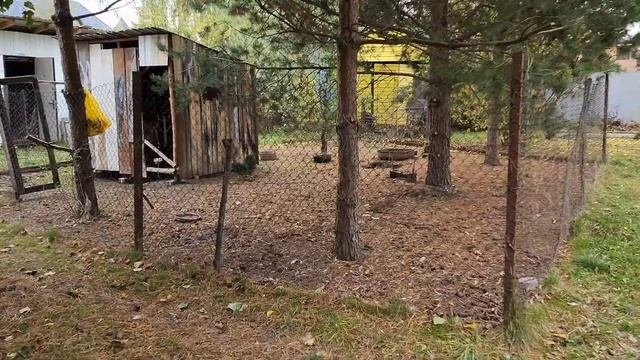 Последствия неожиданного+незванного гостя в курятнике, полное истребление цыплят и потеря части кур