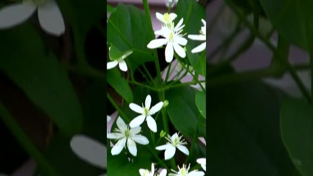 Клематис мой раскинул цвет. Дмитрий Шлапак