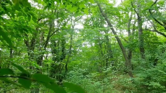 Теория и практика. Осознанное расслабление. Йога Нидра. Натали Ананда. 10.04.24