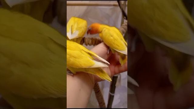 22-12-2024 Неразлучники ❤🦜❤