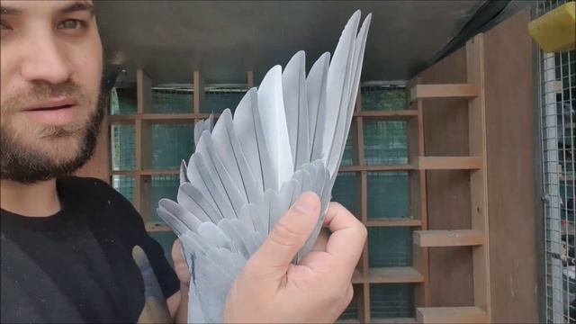 My 2023 Indigo Racing Pigeons