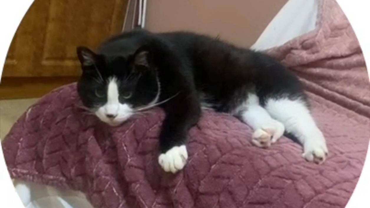 От безделья тоже надо отдыхать...!)😺🐈