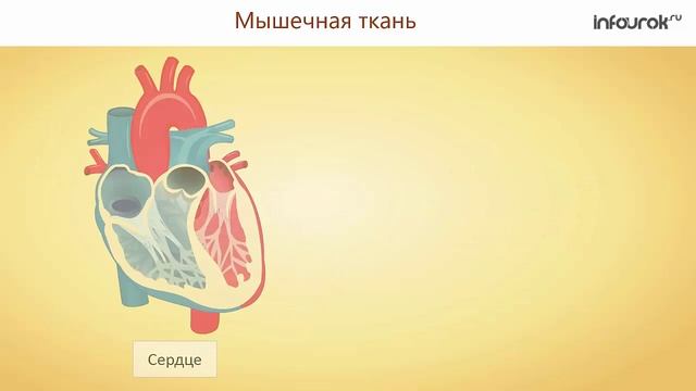 8. Ткани. Эпителиальные, соединительные, мышечные, нервная ткани. Строение и функция нейрона. Синап