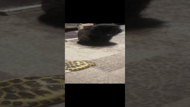 кот и черепашка так мило мои веселые питомцы
