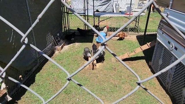 КРАСИВО ЖИТЬ НЕ ЗАПРЕТИШЬ // КУРОЧКИ НА КУРОРТЕ // ОТДЫХ // АМЕРИКА