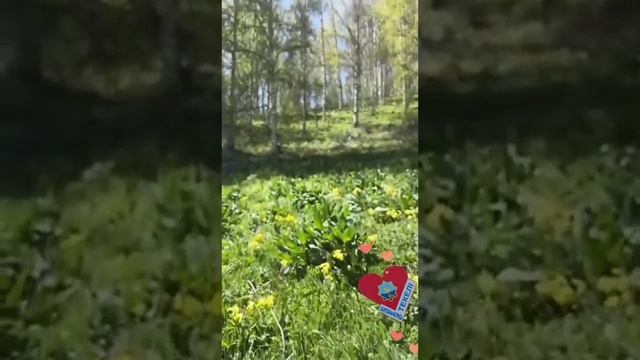 Весна в горах , видео отдых семьёй  и мои стихи.