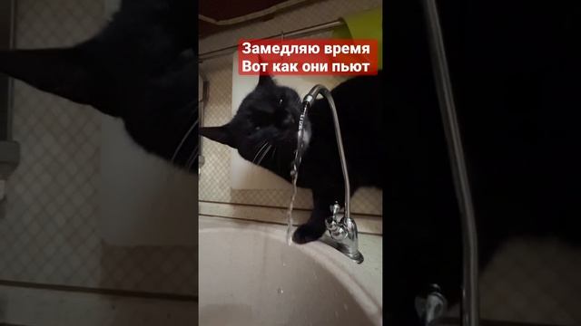 Как кошки пьют #animals #прикол #cat #пьетводу #котята #коты #приколыскотами #2022年