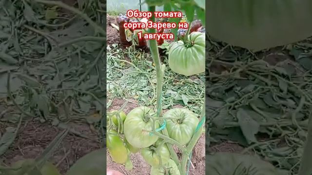 Обзор томата сорта Зарево за лето. 1августа.
