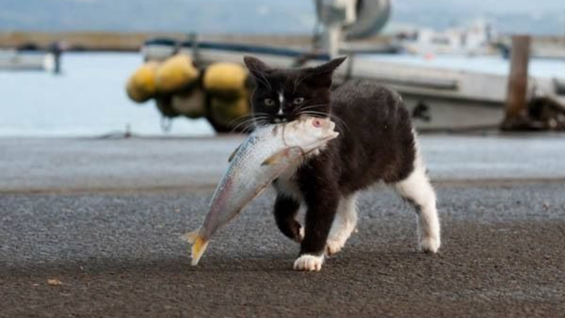 Котики подборка / коты проказники «02»