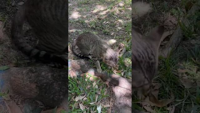 Полюбившийся многим кот Еще видео с ним смотри на канале #таиланд #кошки #cat #животные #пхукет