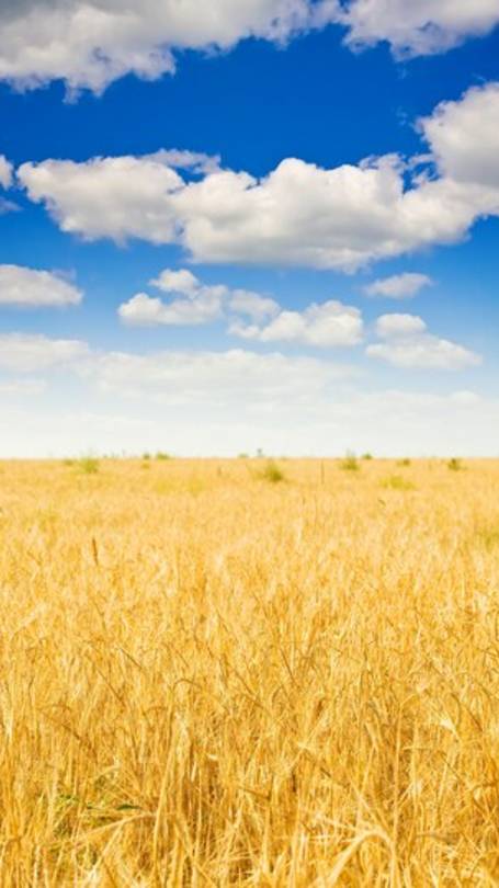 Новогодняя погода, РОЖЬ и наша живность....