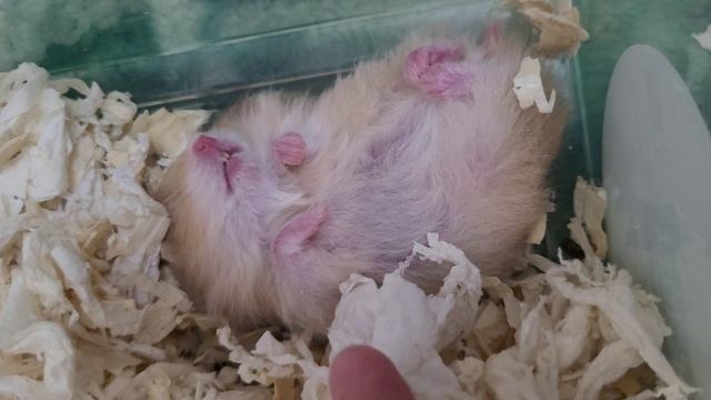 Хомячки на продажу. Милый хомячок спит