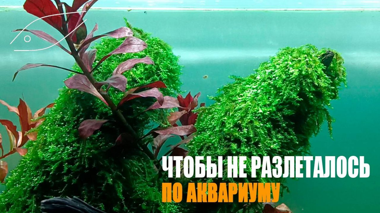 Лайфхак как стричь мох в аквариуме.