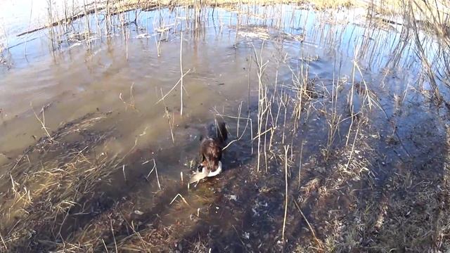 Охота от первого лица #1. Охота на утку весной. А точнее на весеннего селезня.