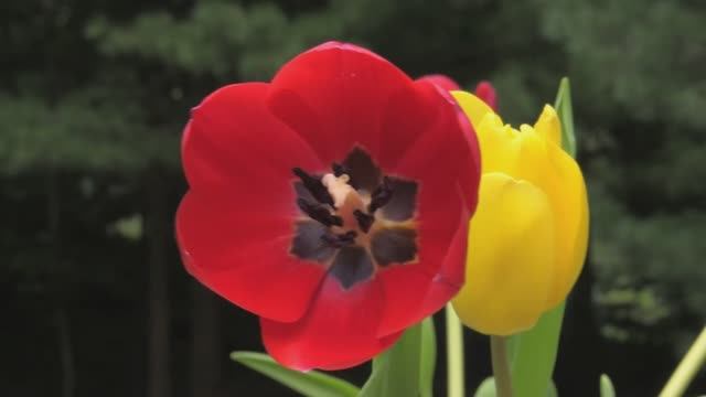 Природа раскрывает свою красоту в цветущих садах