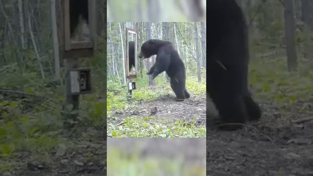 " Свет мой зеркальце скажи ..."  Похоже зеркальце что-то не то сказало // Очень смешно // Very Funny