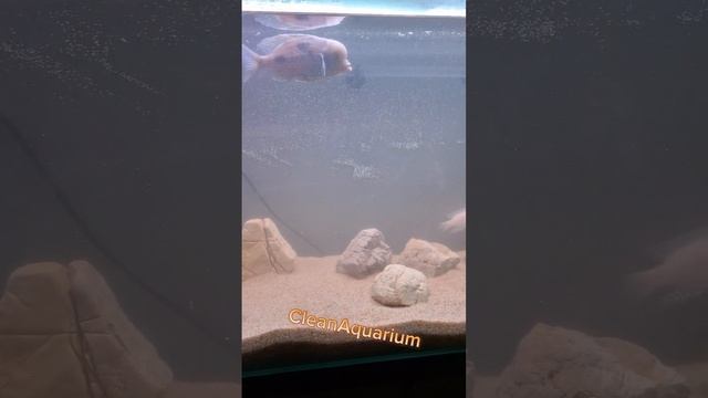 CleanAquarium - клиент 2 месяца без обслуживания! Ситуация исправлена ✅️