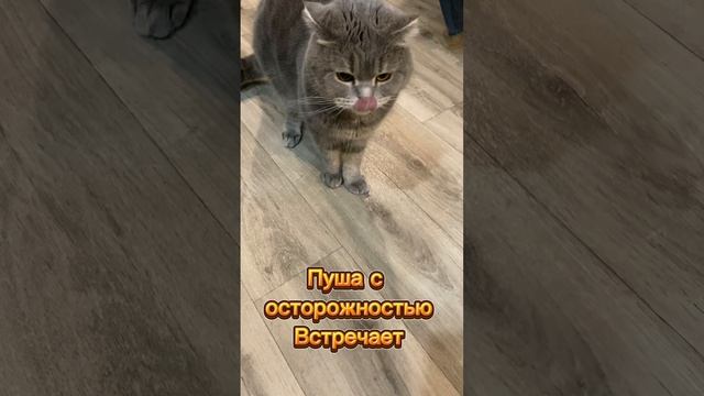 Взяли кошечку #1