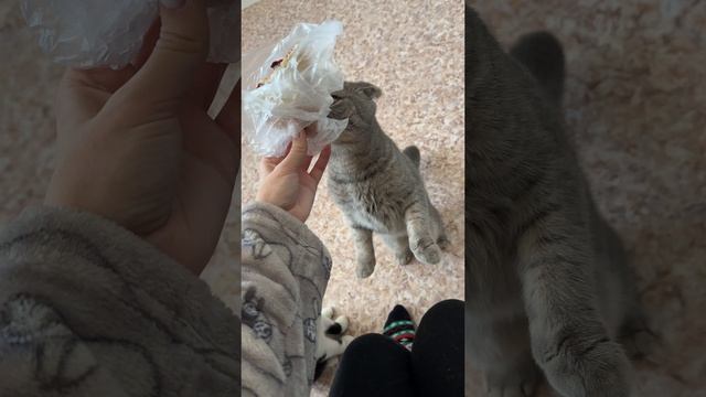 Лиза, котики и пирожок