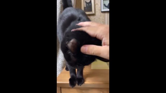 Котики подборка / Пушистые проказники «03»