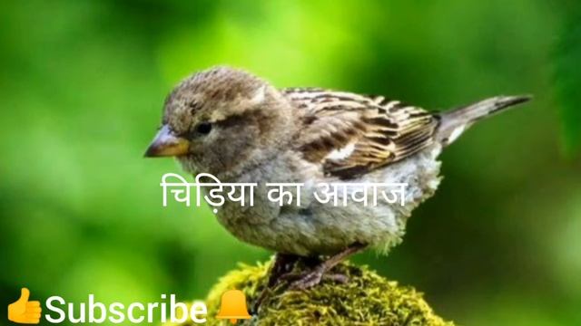 chidiya ki awaaz