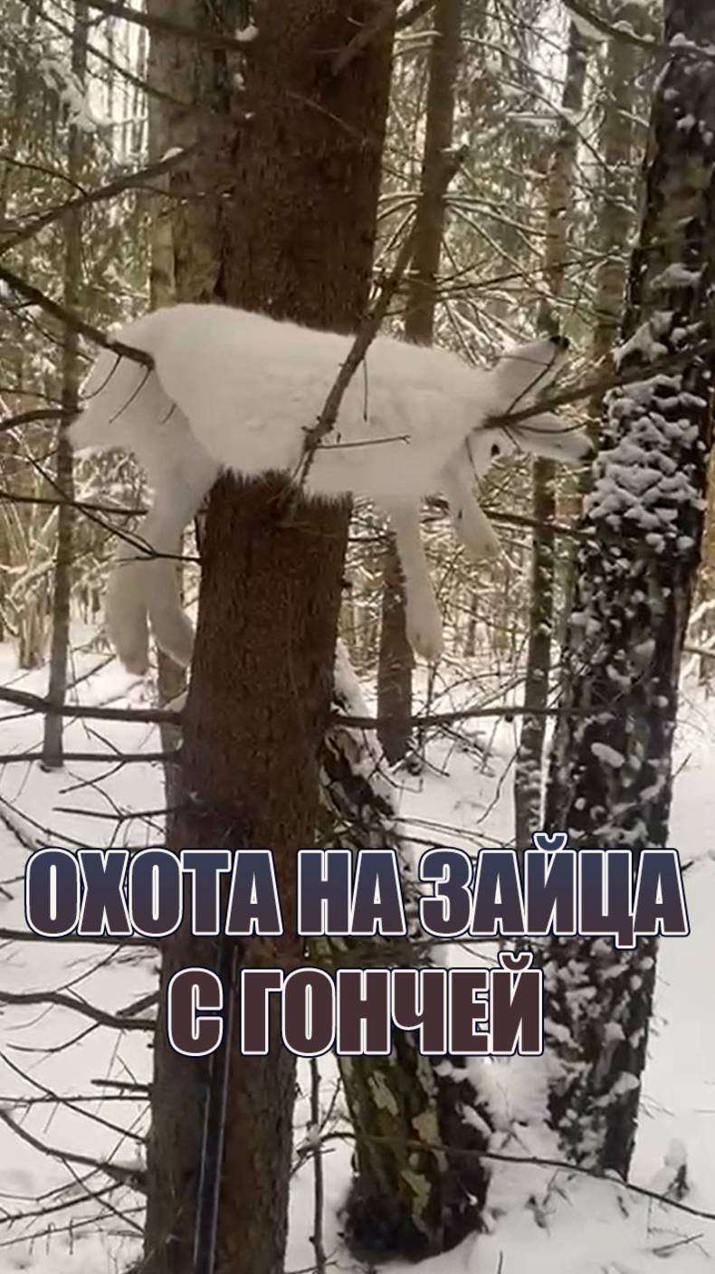 Охота на зайца, с гончей,16 декабря 2024 года.