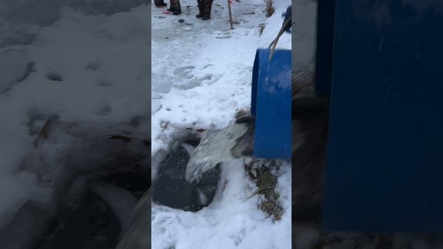Запуск форели
