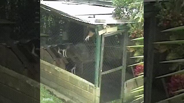 Хитрые собачки