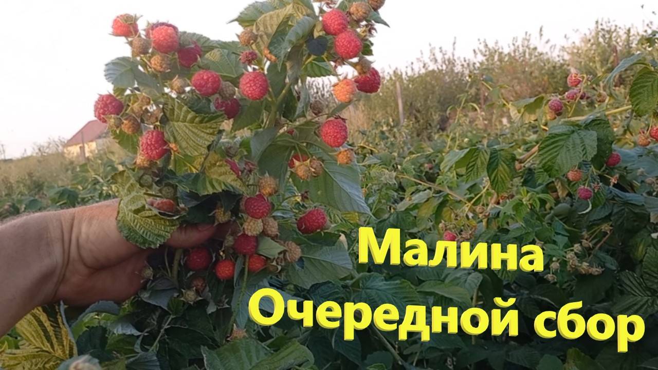 №33 г. Оренбург 1 сентября сбор малины, видео с телефона