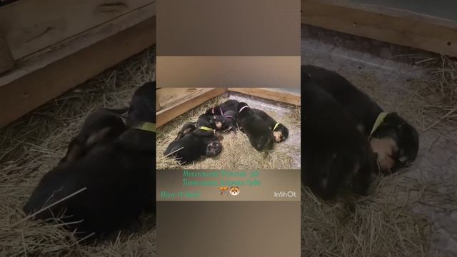 Щенки Банхара в Питомнике Золотая Орда Санкт-Петербург