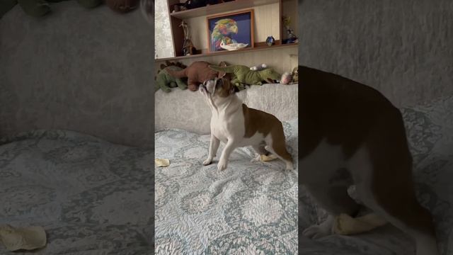 Веселимся #shorts #shortsvideo #bulldog #englishbulldog #cute #бульдог #английскийбульдог #милота