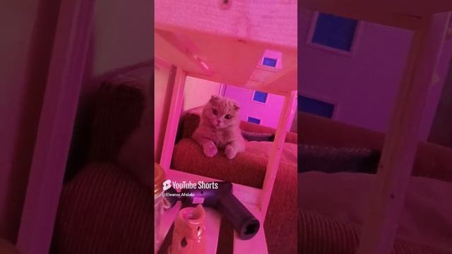 🐱