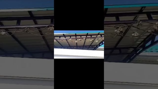 scene_output.mp4