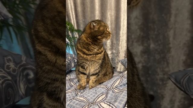 ЧЕССИ🐯ЧТО ТЫ УВИДЕЛА? 🧩 #кошка, #чесси, #матьчесси, #британка, #cat, #шахиня, #наталья