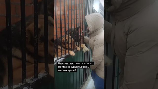 приют "Пушистый Друг" ТиНАО