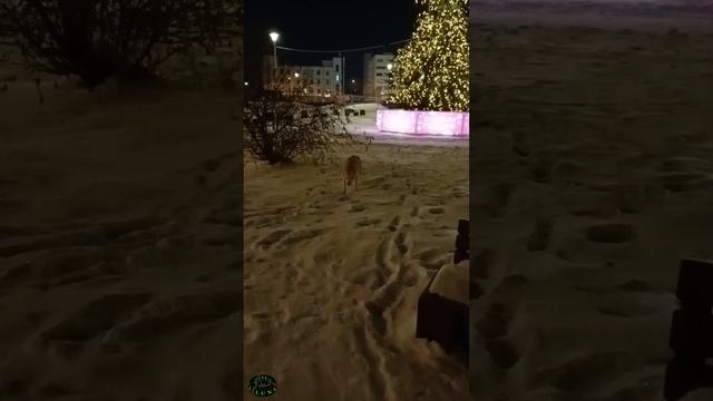 Морозец