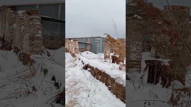 Обзор нового телятника спустя 2 месяца