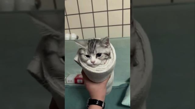 Держи шаурму