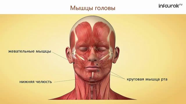 14. Строение и функции скелетных мышц